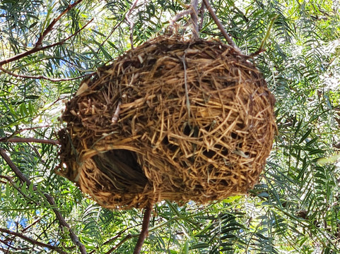 Daniell Cheetah Project-Kirkwood必去景点