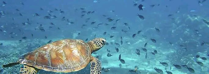 Nosy Sakatia-诺西贝必去景点