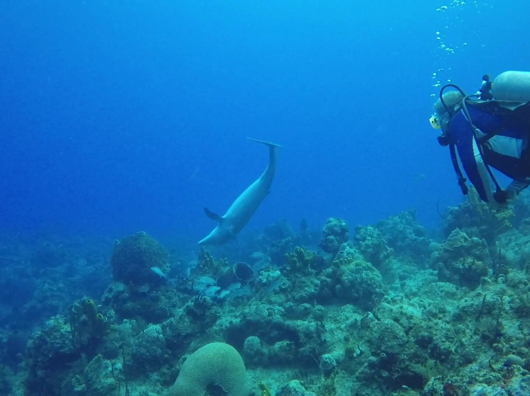 Aqua TCI-普罗维登西亚莱斯必去景点
