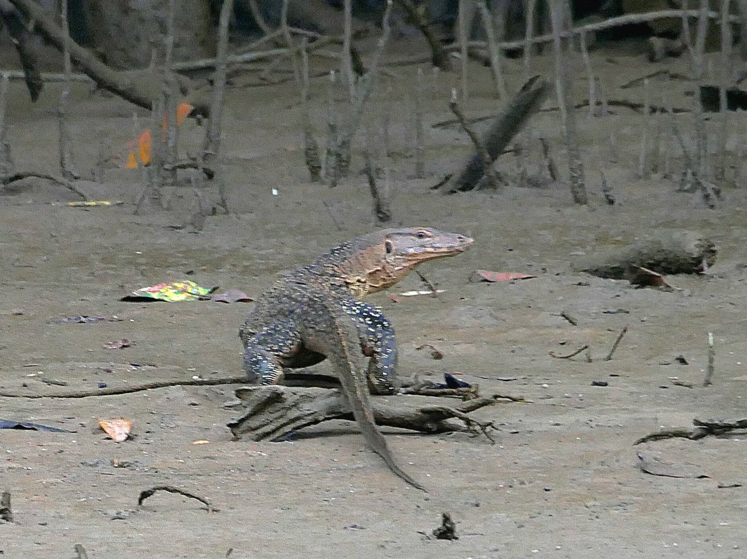 Kuantan River Cruise-关丹必去景点