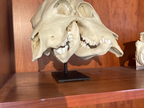 阿尔斯特博物馆-贝尔法斯特必去景点