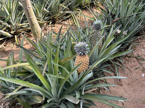 D.S Tours Day Tours-尼甘布必去景点