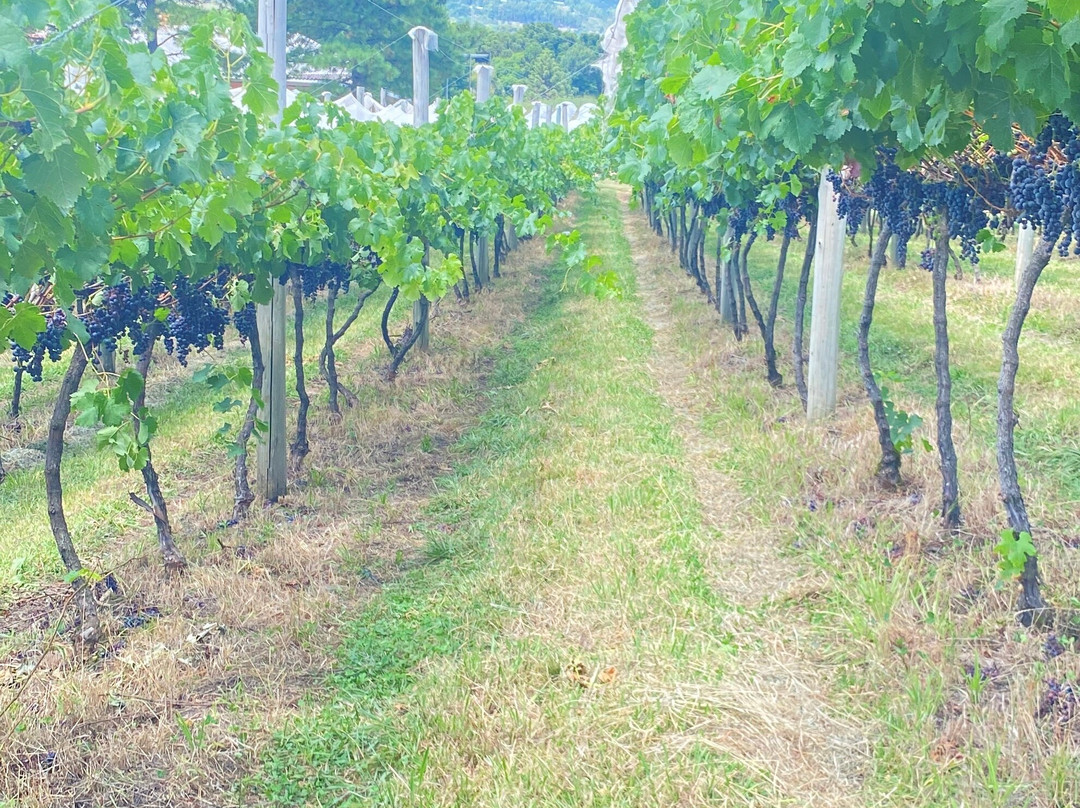 Vinhedos do Monte Agudo-Sao Joaquim必去景点