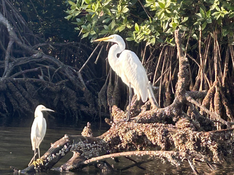 Kayak & Paddle Board Experiences in Barra de Potosi-Petatlan必去景点