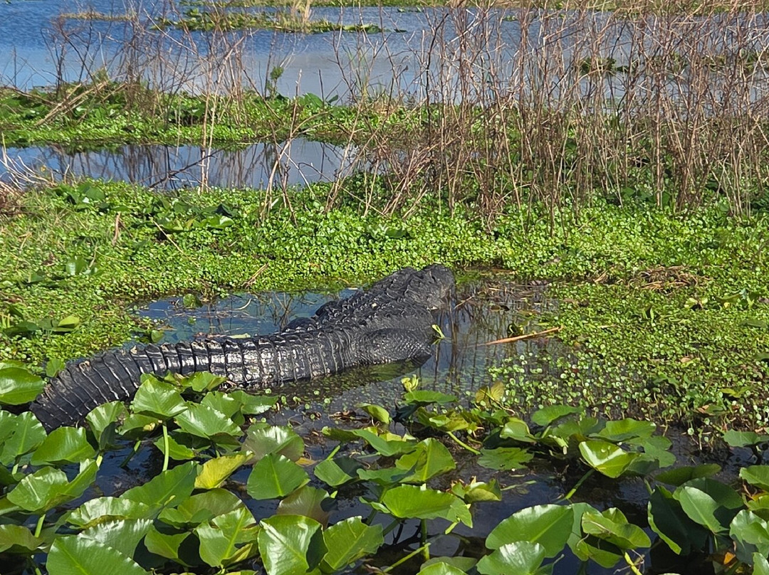 Wild Willy's Airboat Tours-圣克劳德必去景点