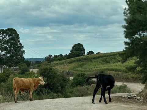 Barragam do Blang-Sao Francisco de Paula必去景点