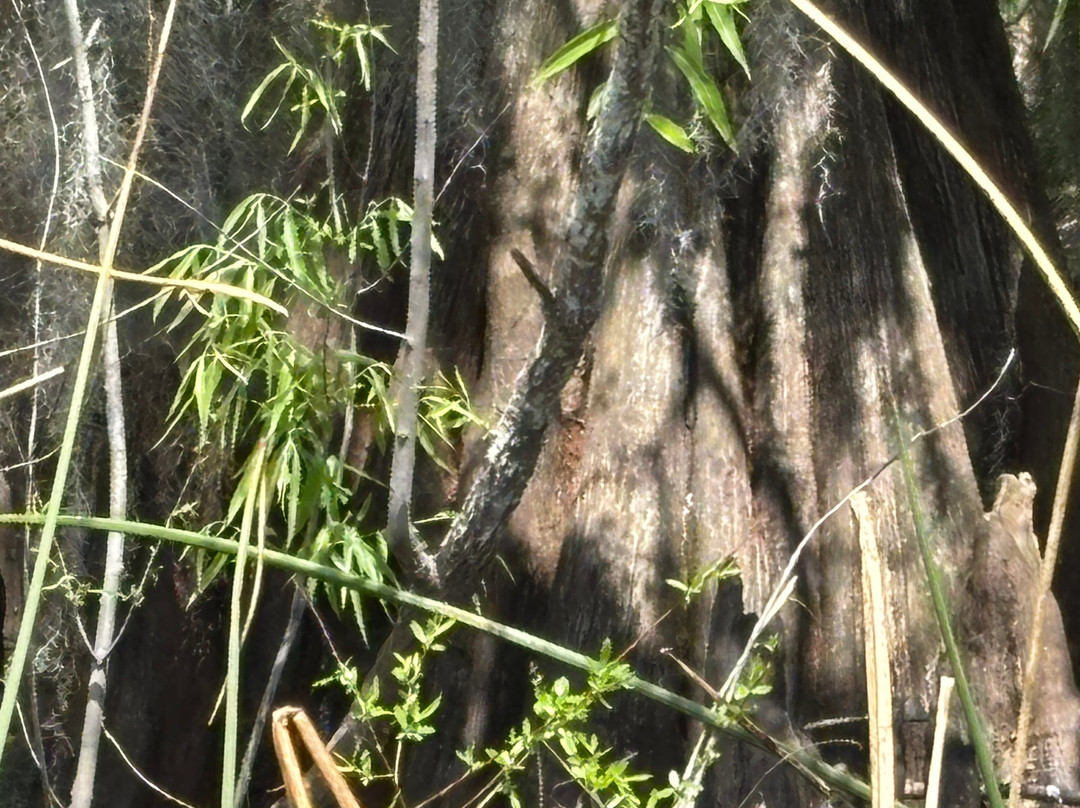 Airboat Rides Melbourne-墨尔本必去景点