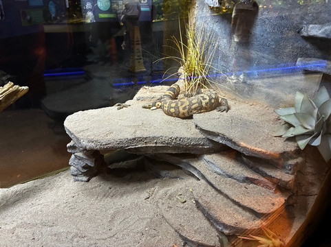 OdySea Aquarium-斯科茨代尔必去景点