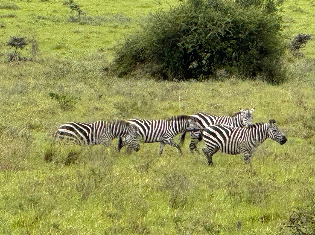 Tembo Wild-内罗毕必去景点