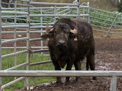Les Animaux De Fairytale-Cap-d'Agde必去景点
