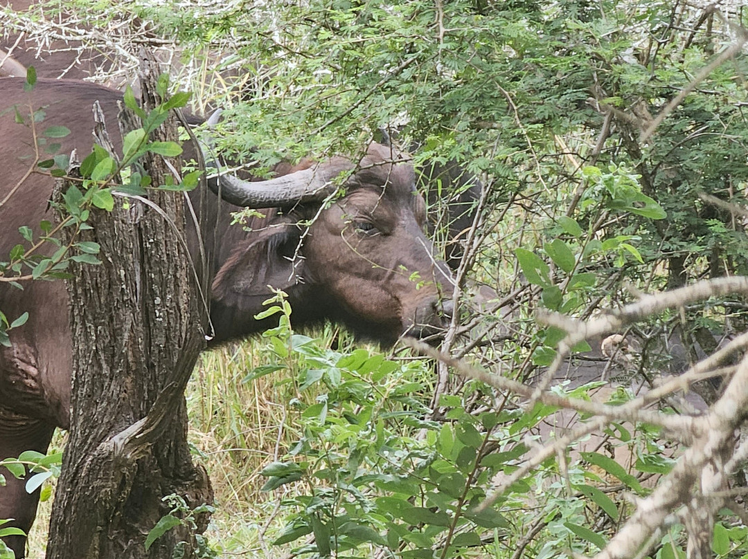 Mthunzi Safari And Transfers-雾观必去景点