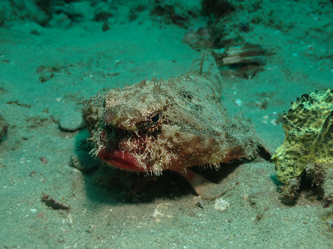 Undersea Tobago Ltd-克朗波因特必去景点