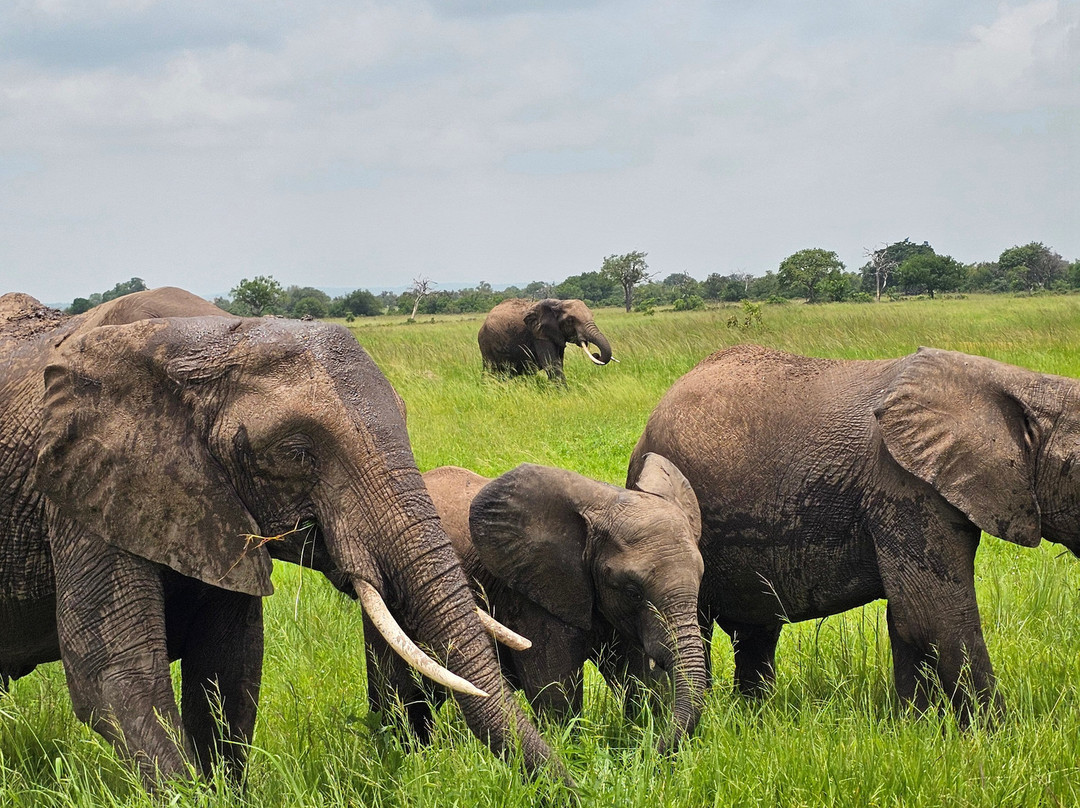 Dau Tours & Safaris-石头城必去景点