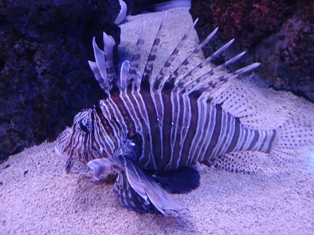 Odysseo Oceanarium Mauritius-路易士港必去景点