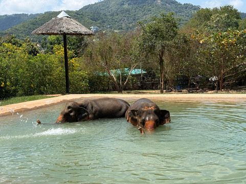 Samui Elephant Sanctuary-波普特必去景点