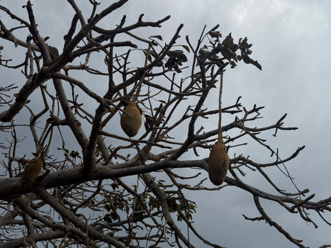 Momo Tour Boa Vista-圣莫尼卡必去景点