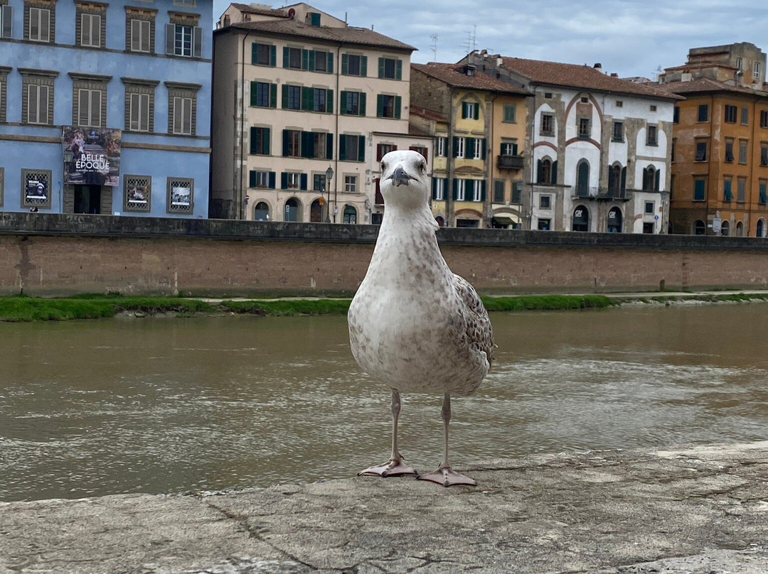 Corso Italia-比萨必去景点