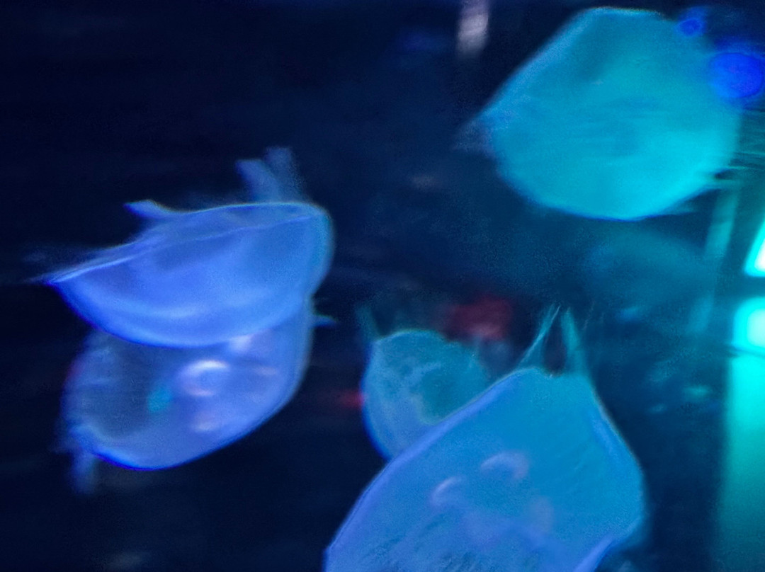 Aquarium At The Boardwalk-布兰森必去景点
