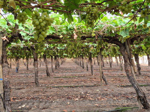 Cuatro Almas Wines-Buin必去景点