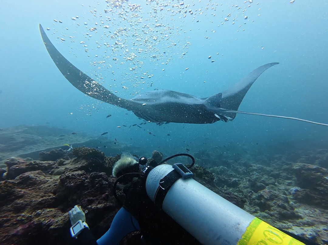 Diving Bluetribe Moofushi-南阿里环礁必去景点