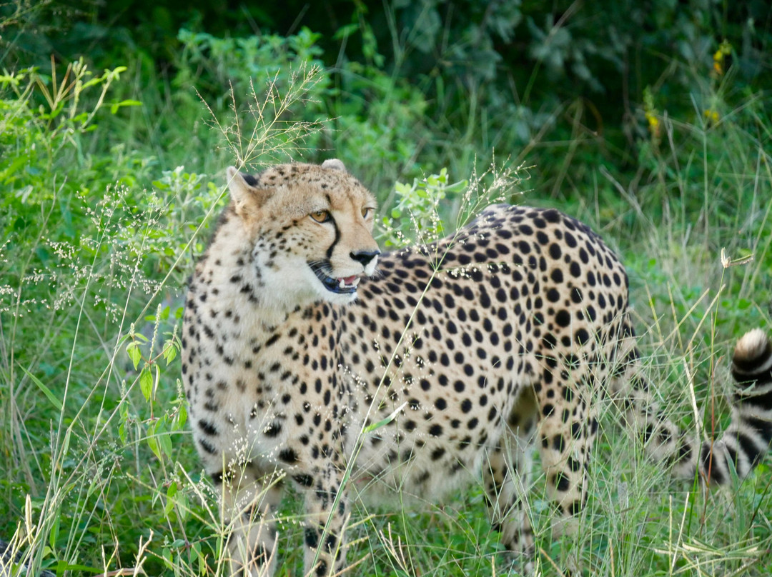 Anywhere in Africa Safaris-开普敦中心区必去景点