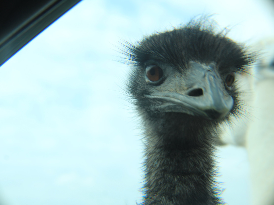 Tennessee Safari Park-Alamo必去景点