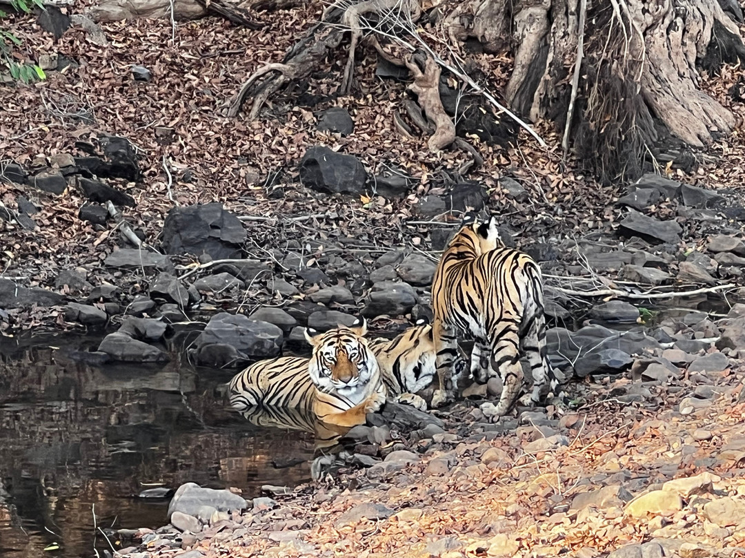 Rifa Tours India - Private Day Tour-瑟瓦伊马托布尔必去景点