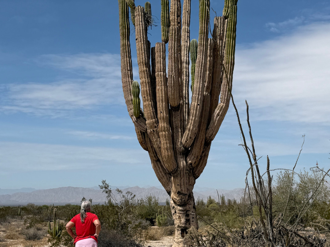 Valley of the Giants Valle de los Gigantos-下加利福尼亚州必去景点