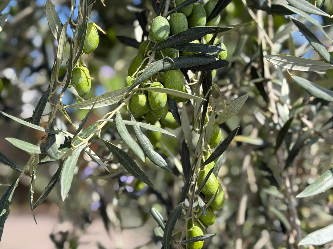 Adora Mendoza-门多萨必去景点