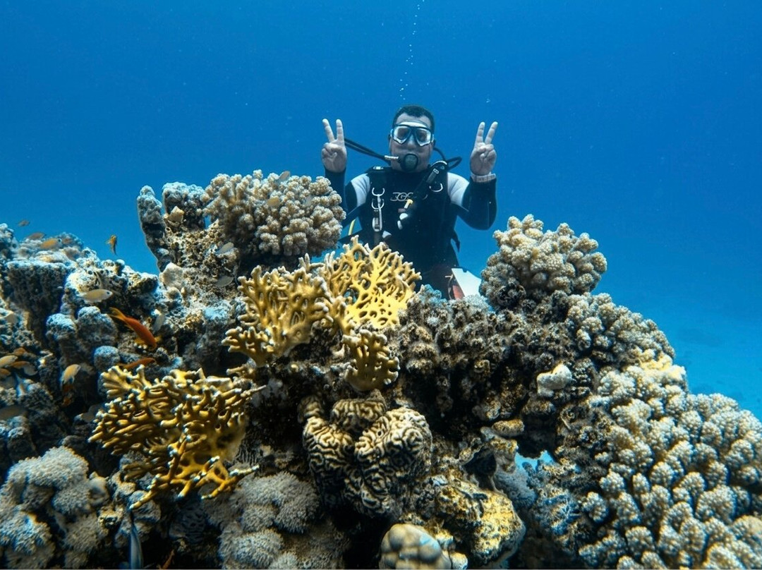 ORCA Dive Club Soma Bay-索马湾必去景点