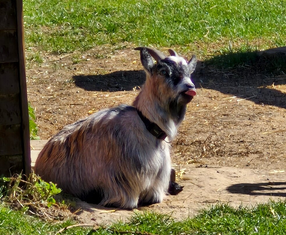 Tiny Steps Petting Farm-Bourne必去景点