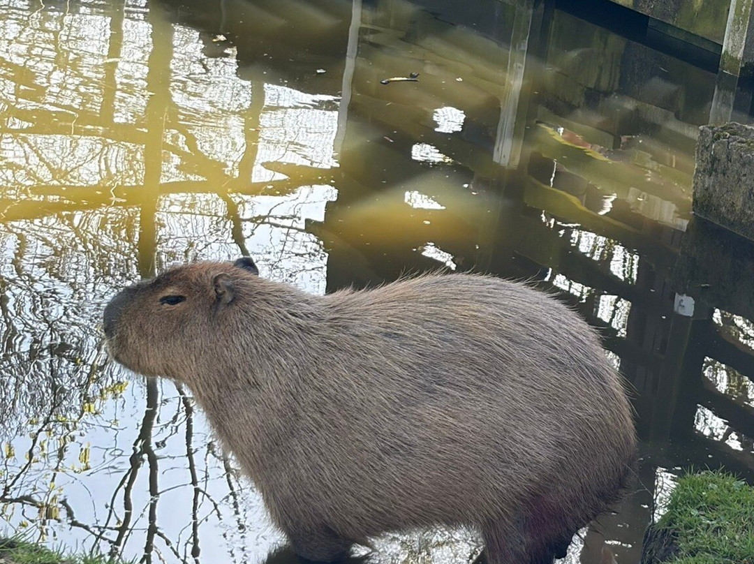 Shepreth Wildlife Park-Shepreth必去景点