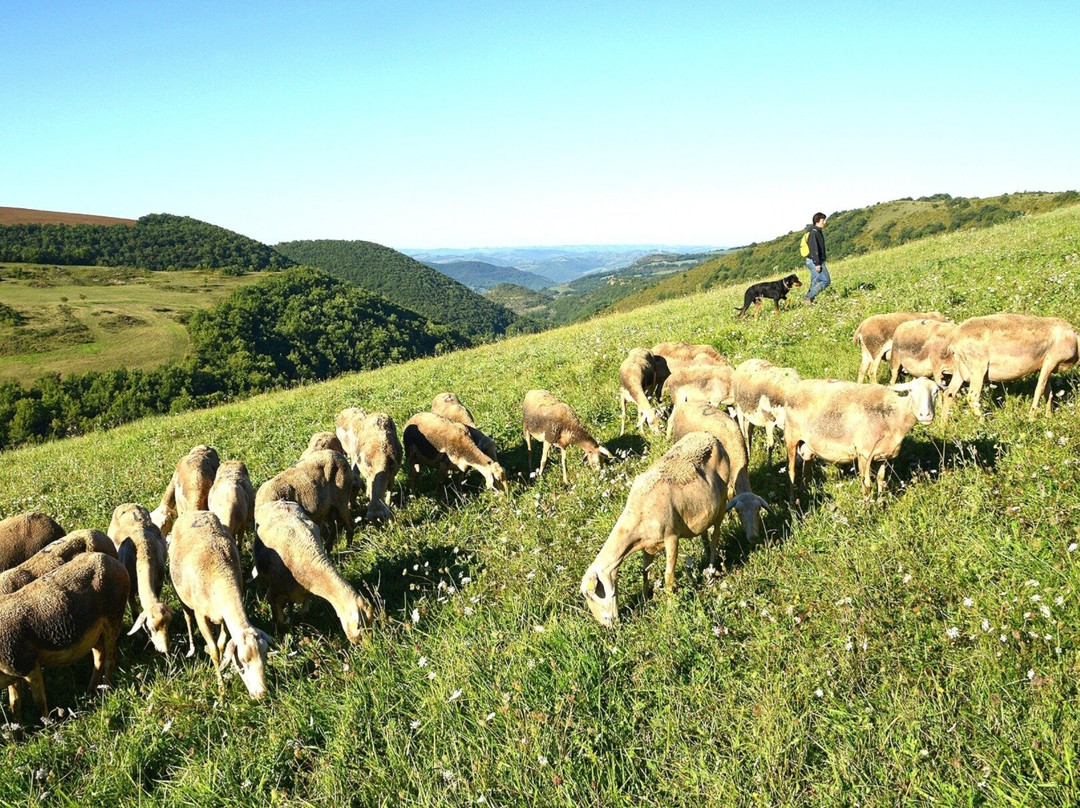 Les Caves de Roquefort-Roquefort Sur Soulzon必去景点