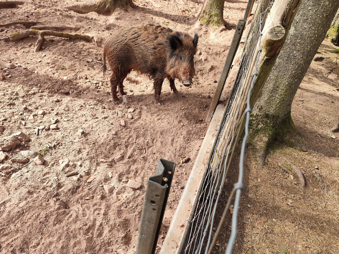 Wild- und Wanderpark-Silz必去景点