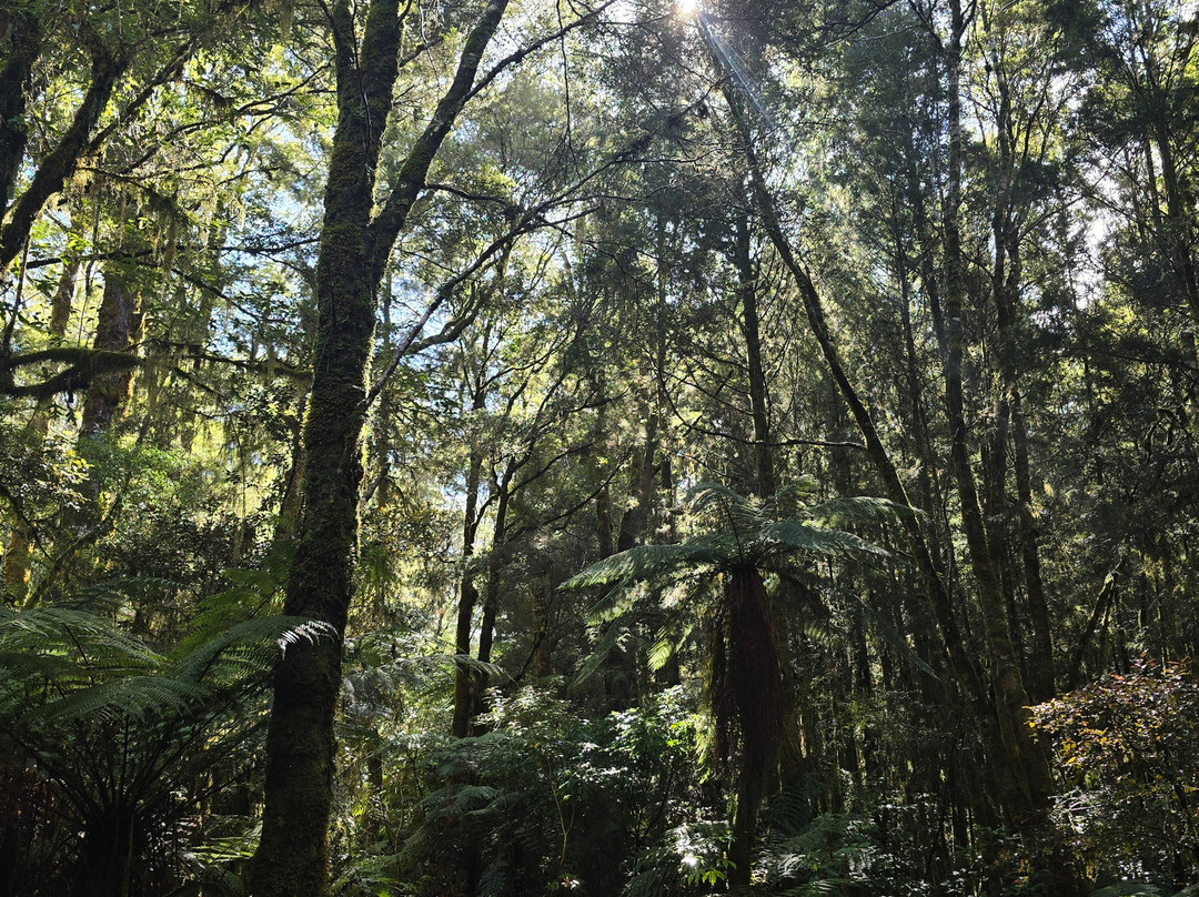 The Old Ghost Road-韦斯特波特必去景点