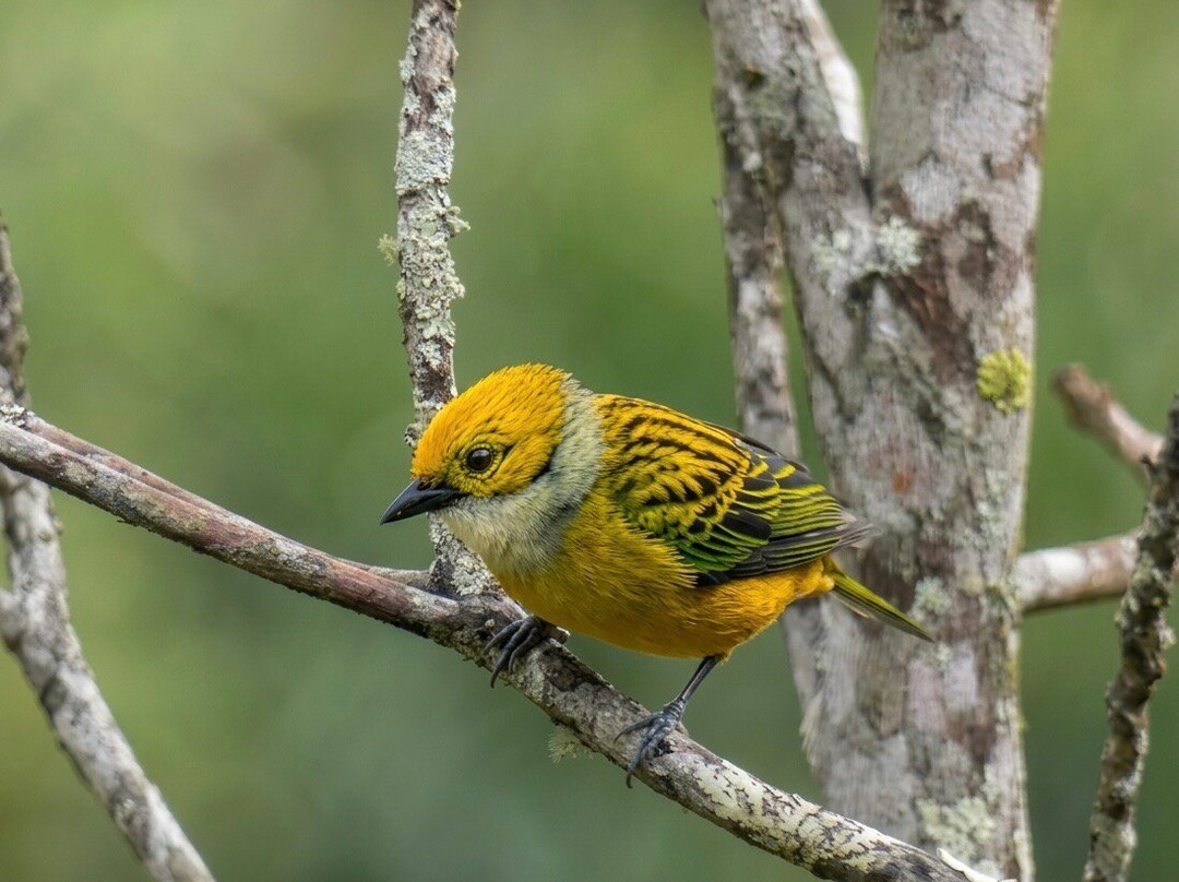 Tree Trek Boquete-波魁特必去景点