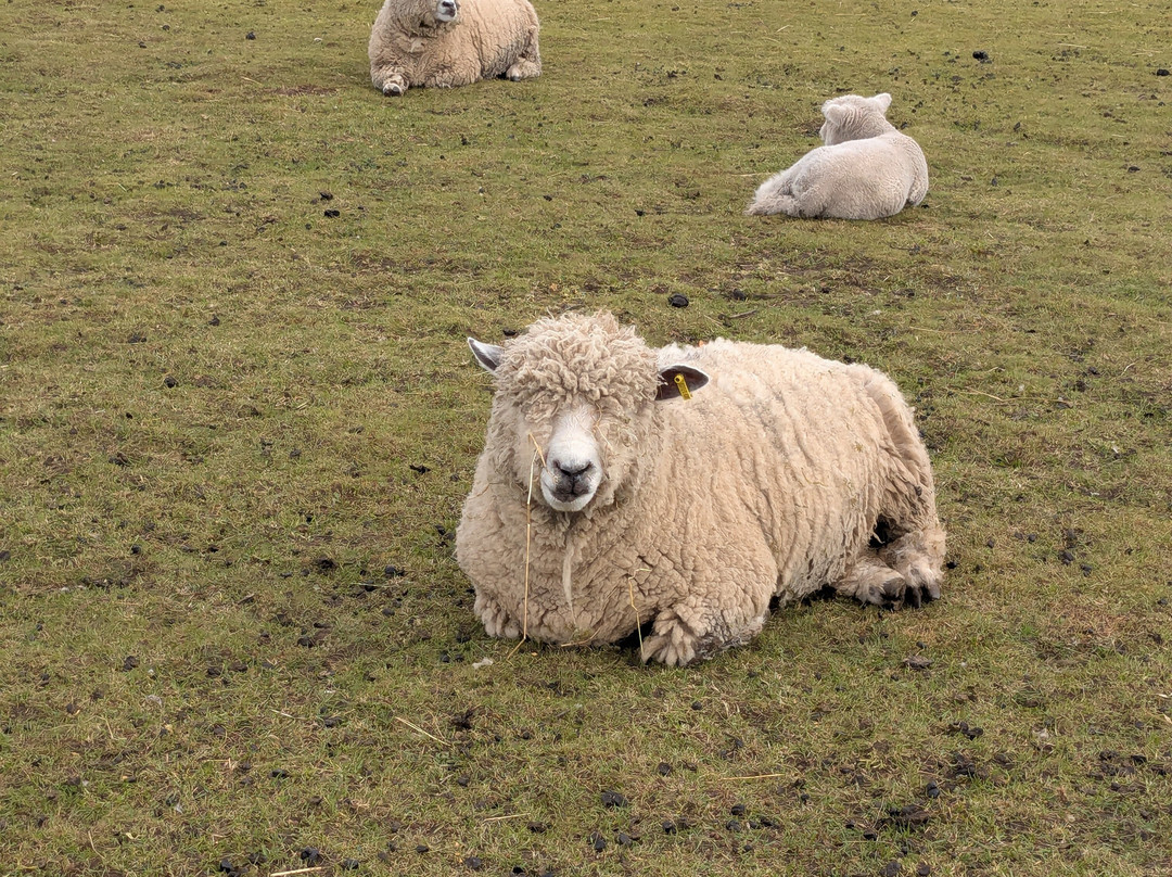 Willow Tree Family Farm-Shirebrook必去景点