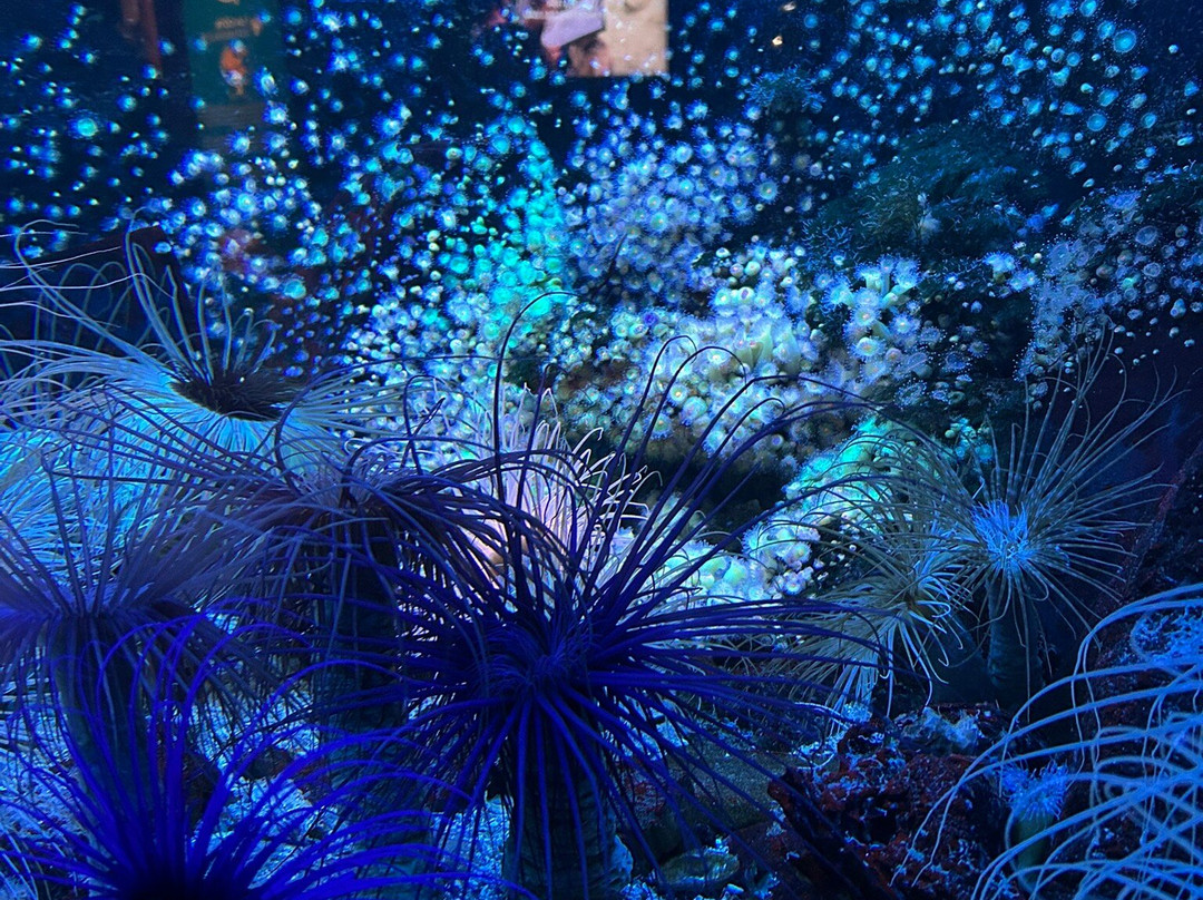 Grand Aquarium-圣马洛必去景点