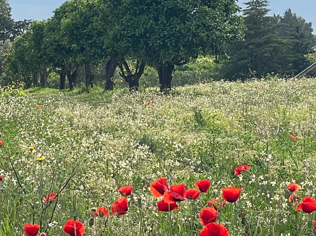 Quinta da Luz - 高级精品B&B主图