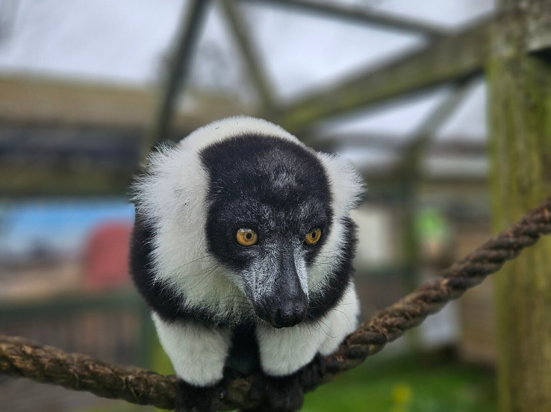 Auchingarrich Wildlife And Adventure Park-Comrie必去景点