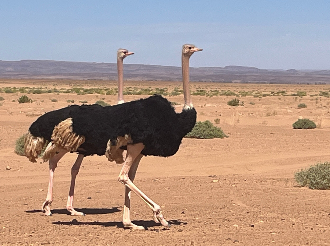 Loud Sahara Day Tours-扎古拉必去景点