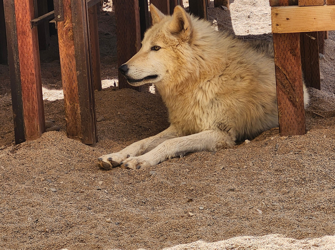 Sedona Wolf Sanctuary-Rimrock必去景点