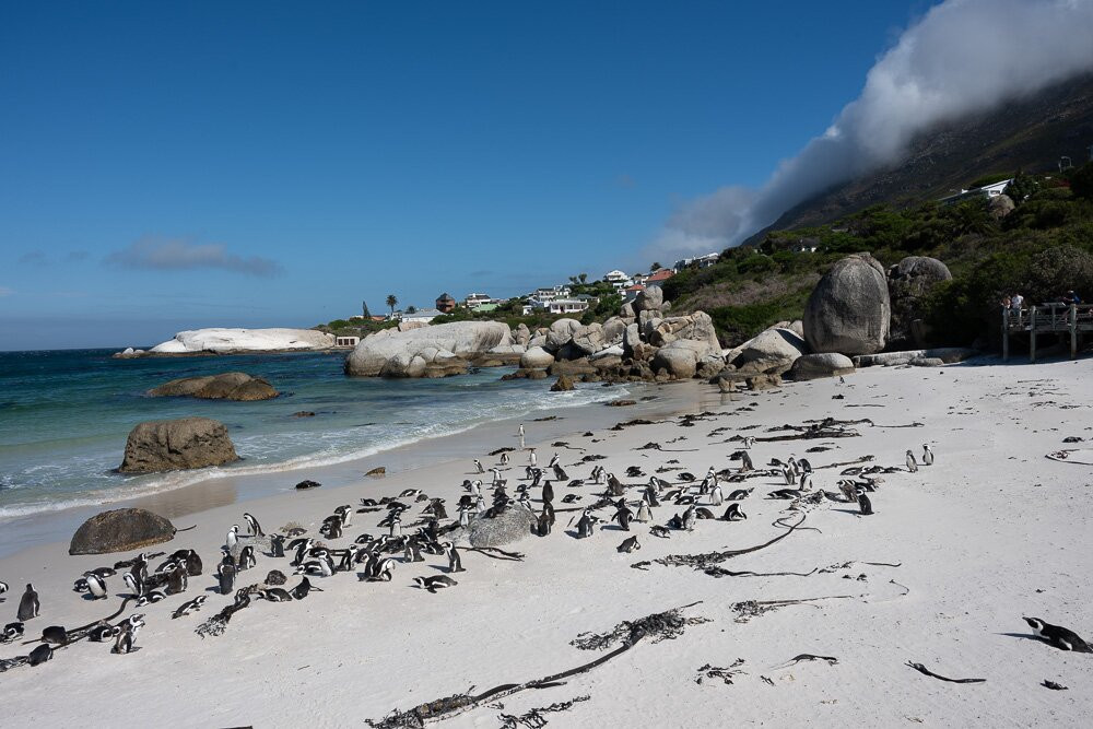 Go Safari-约翰内斯堡必去景点