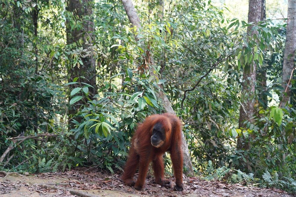 Bukit Lawang Jungle Trekking-武吉拉旺必去景点