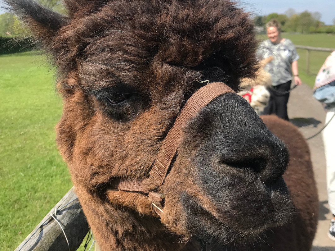 White Peak Alpaca Farm-Mobberley必去景点