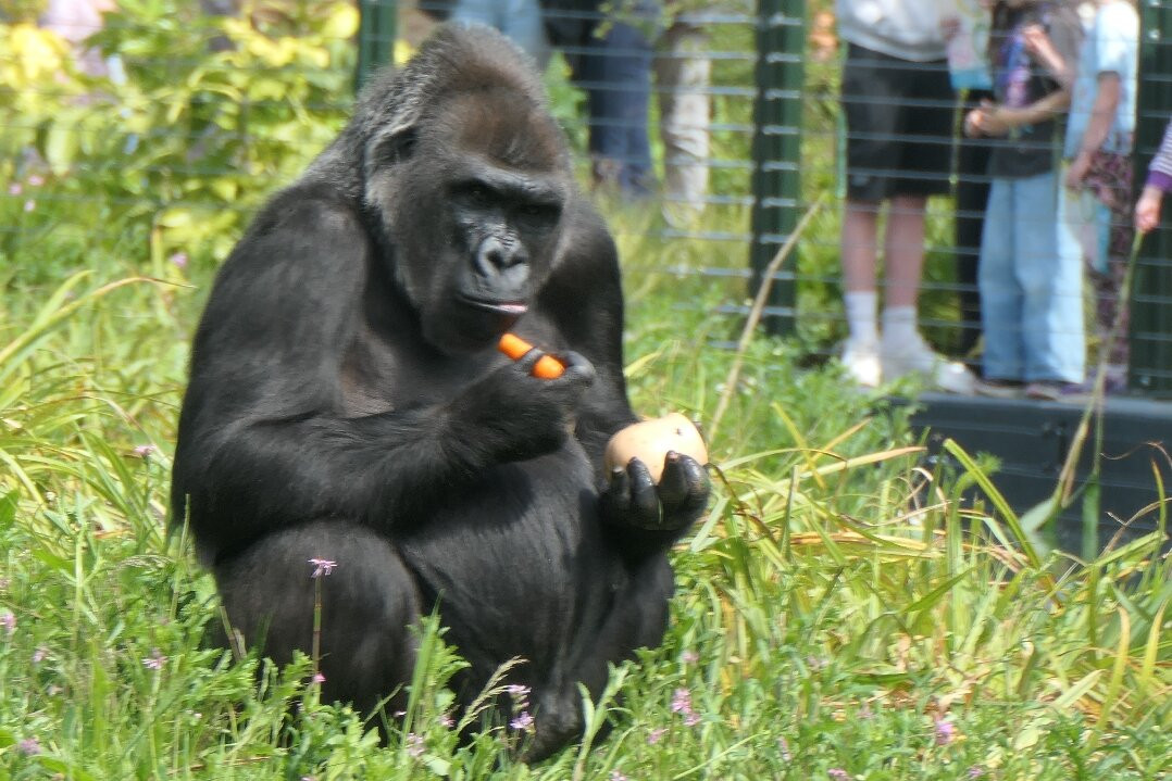 Bristol Zoo Project-Easter Compton必去景点