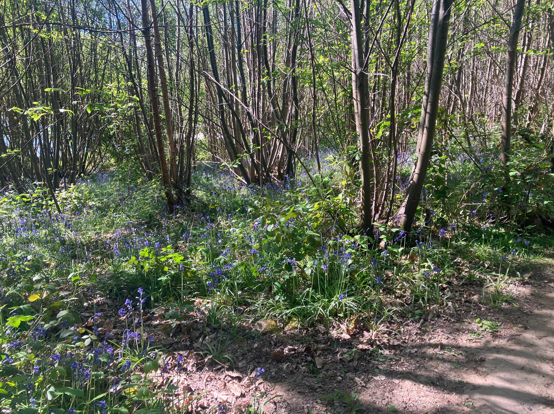 Bewl Water-Lamberhurst必去景点