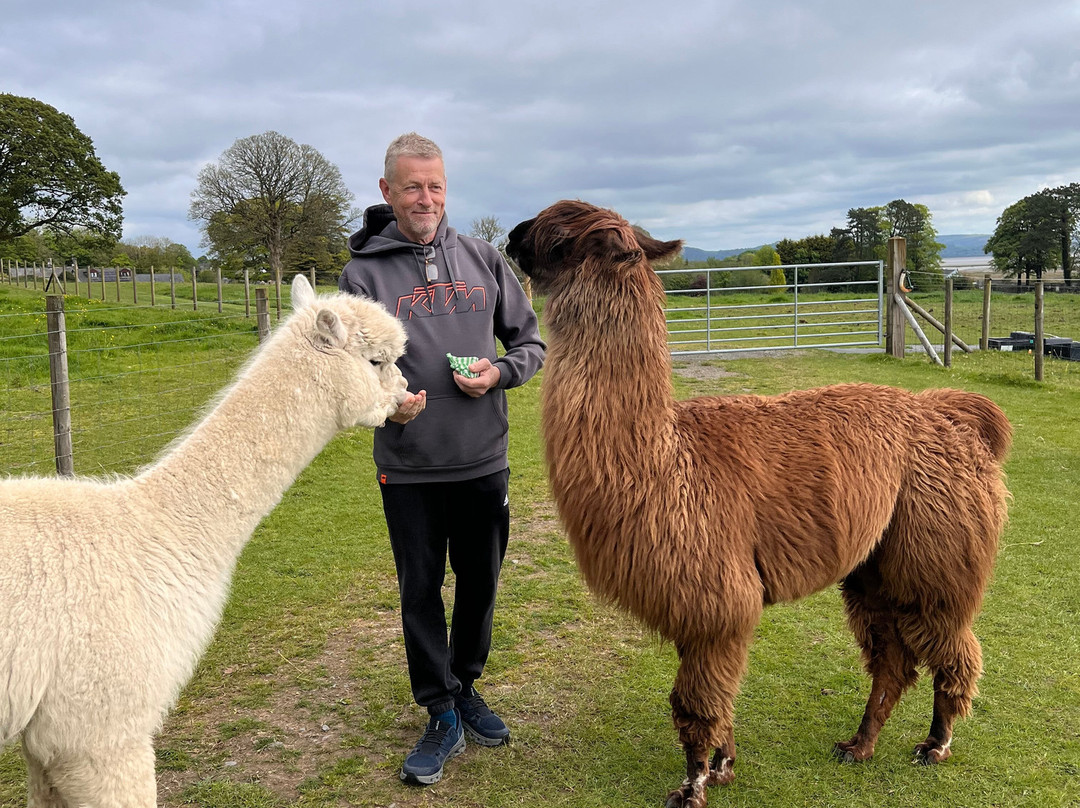 Bardsea Alpacas And Llamas-Bardsea必去景点