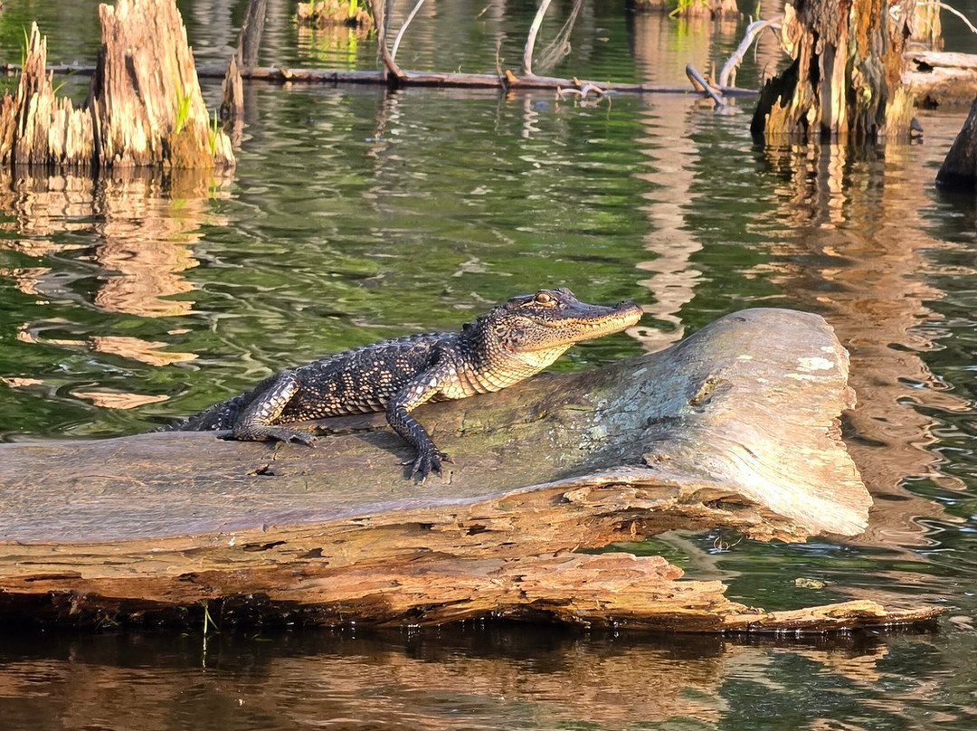 Louisiana Swamp Tours-布里奥克斯桥必去景点