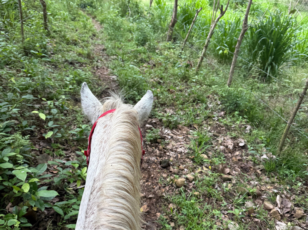 Horseshoe Tours-帕洛米诺必去景点